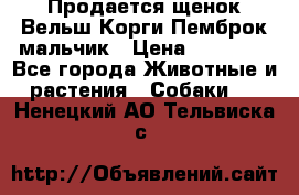 Продается щенок Вельш Корги Пемброк мальчик › Цена ­ 65 000 - Все города Животные и растения » Собаки   . Ненецкий АО,Тельвиска с.